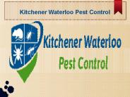 Pest Control Services in Kitchener, Waterloo & Guelph