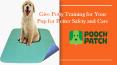 Give Potty Training for Your Pup for Better Safety and Care PowerPoint PPT Presentation