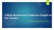 Most Mysterious Creatures Caught On Camera by Shabuddin Syed