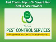 Pest Control Jaipur- To Consult Your Local Service Provider