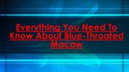 Everything You Need To Know About Blue-Throated Macaw