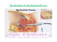 The Roadmap To Egg Donation Process PowerPoint PPT Presentation