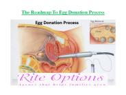 The Roadmap To Egg Donation Process