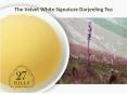 The Velvet White Signature Darjeeling Tea Reviews PowerPoint PPT Presentation