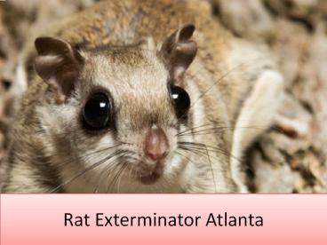 Rat Exterminator Atlanta