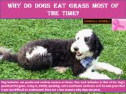 Why do dogs eat grass most of the time?