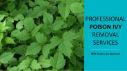 Professional Poison Ivy Removal Services