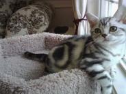 Hnetinka’s family cat