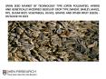 SPAIN SEED MARKET BY TECHNOLOGY TYPE RESEARCH REPORT: KEN RESEARCH PowerPoint PPT Presentation