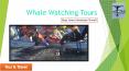 The Best Whale Watching Camp Safari in Baja PowerPoint PPT Presentation