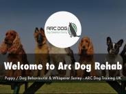 Detail Presentation About Arc Dog Rehab