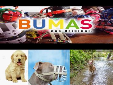 Look Furious Dog in Muzzle