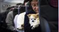 How To Travel With Your Pets  On Plane? PowerPoint PPT Presentation