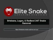 Eastern Brown Snake (Pseudonaja textilis)