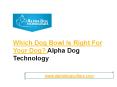 Which dog bowl is right for your dog - Alpha Dog Technology PowerPoint PPT Presentation