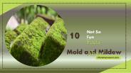 10 Not So Fun Facts About Mold and Mildew
