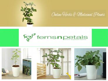 Medicinal Plants in India (1)