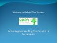 Tree Service in Sacramento at gabrieltreeservices.com PowerPoint PPT Presentation