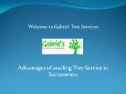 Tree Service in Sacramento at gabrieltreeservices.com