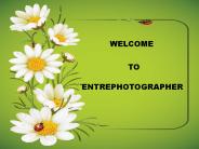 Tips For Wedding Photography Business