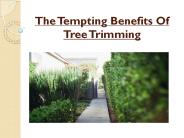The Tempting Benefits Of Tree Trimming