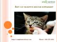 Best Cat digestive enzyme supplement PowerPoint PPT Presentation
