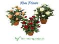 Rare Exotic Rose Plants Online in India PowerPoint PPT Presentation