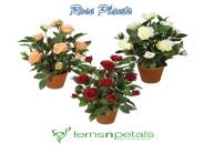 Rare Exotic Rose Plants Online in India