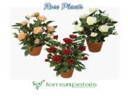 Rare Exotic Rose Plants Online in India (1)