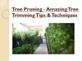 Tree Pruning - Amazing Tree Trimming Tips & Techniques PowerPoint PPT Presentation