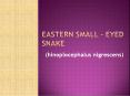 Brisbane Eastern Small - Eyed Snake PowerPoint PPT Presentation