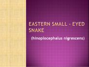 Brisbane Eastern Small - Eyed Snake