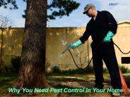 Why You Need Pest Control In Your Home