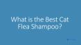 What is the Best Cat Flea Shampoo PowerPoint PPT Presentation