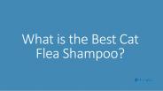 What is the Best Cat Flea Shampoo