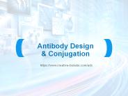 Antibody Design & Conjugation
