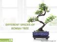 Different Species of Bonsai Tree PowerPoint PPT Presentation