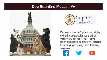 Best Dog Boarding McLean VA