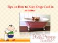 Tips on how to keep dogs cool in summer PowerPoint PPT Presentation