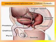 Prostatitis Treatment with Probiotics