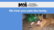 Animal Hospital in Newburgh