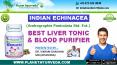 Indian Echinacea, Kalmegha (कालमेघ) - Best Liver Tonic & Blood Purifier