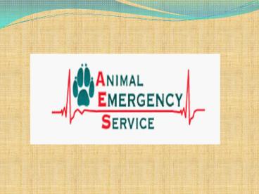 After-hours emergency vet services