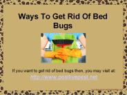 Ways To Get Rid Of Bed Bugs