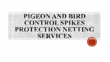 Pigeon and Bird Control Spikes Protection Netting Services