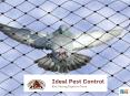 Pigeon Netting Services in Pune - Ideal Pest Control PowerPoint PPT Presentation