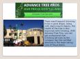 orlando tree removal company  - Advance Tree Pros PowerPoint PPT Presentation
