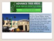 orlando tree removal company  - Advance Tree Pros