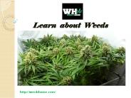 Best  Roller machine for rolling joint.