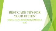 best kitten food